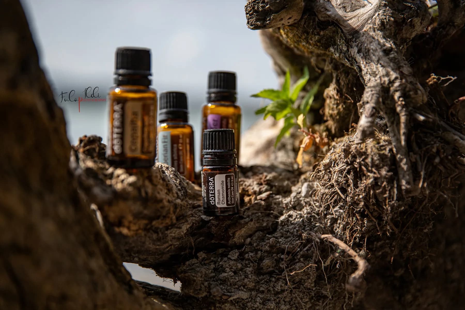dōTERRA Római kamilla illóolaj (Anthemis nobilis) 5 ml